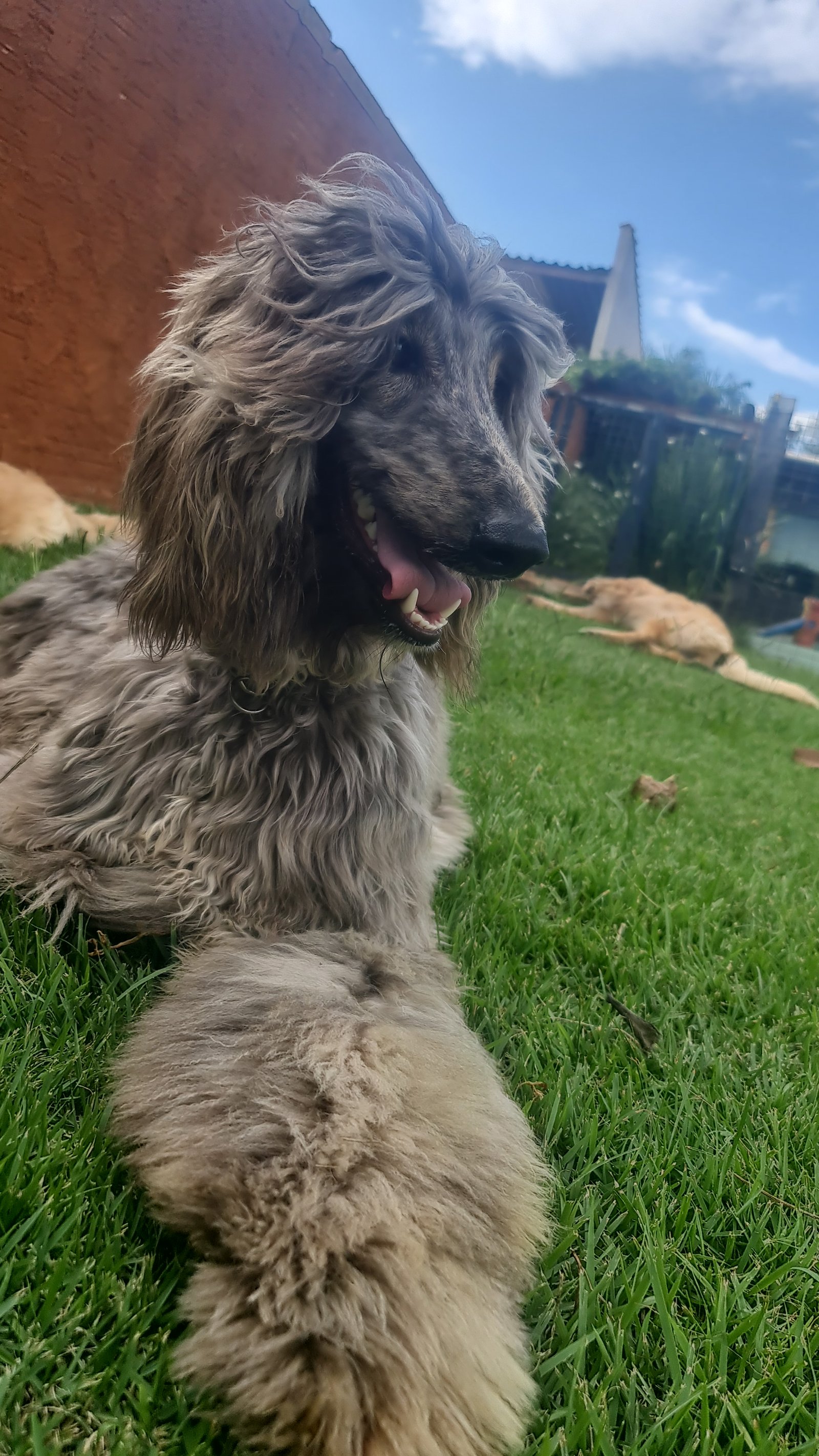 Cão na fazenda
