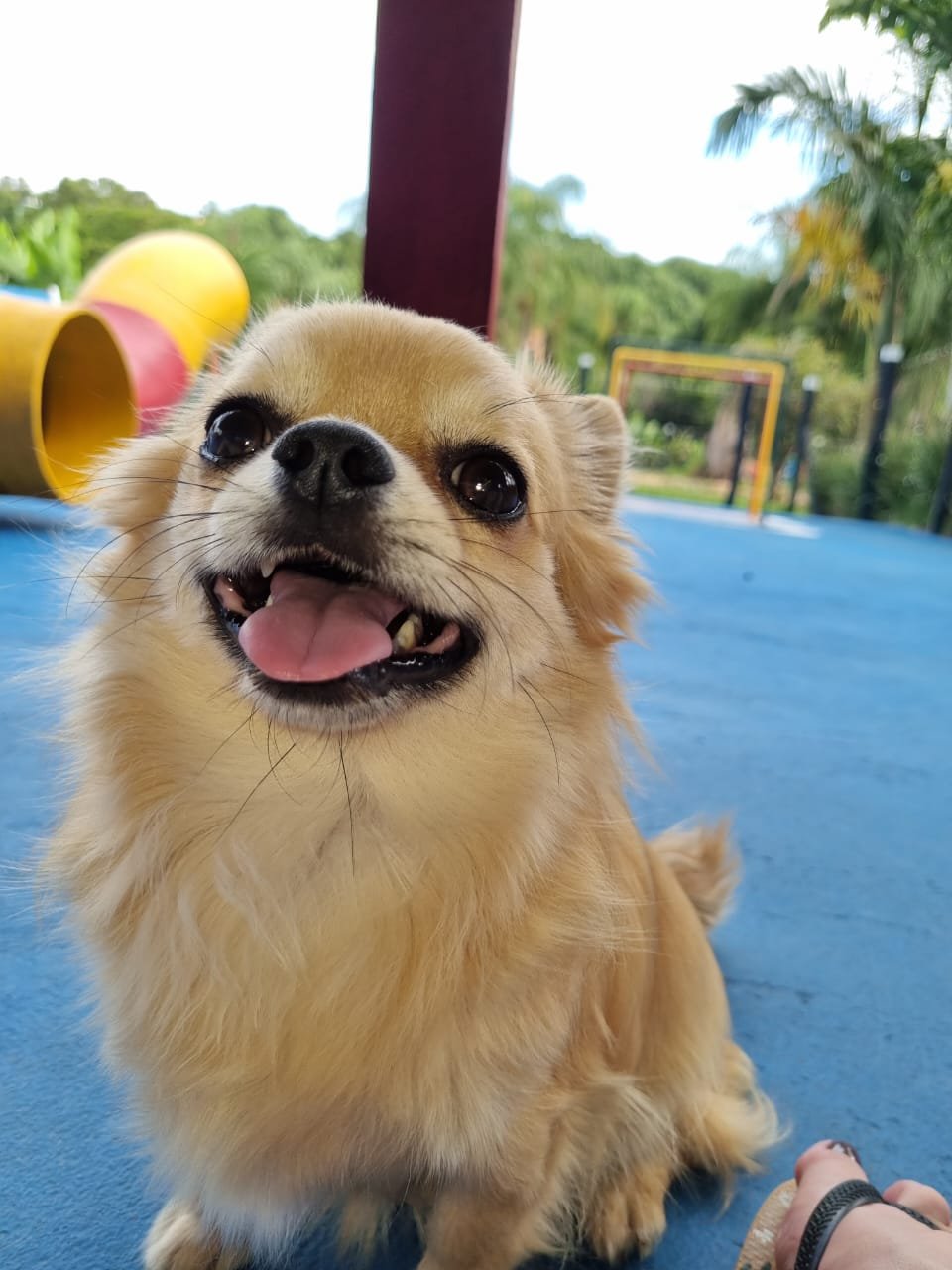 Cães correndo na grama
