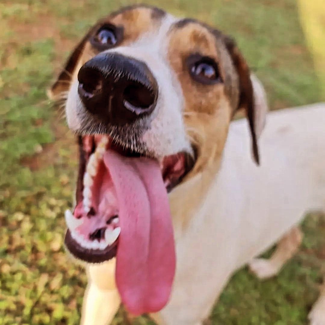 Cão descansando confortavelmente